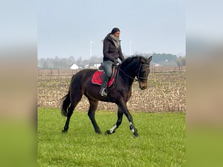Belgisches Sportpferd Stute 13 Jahre 160 cm Dunkelbrauner in Bornem