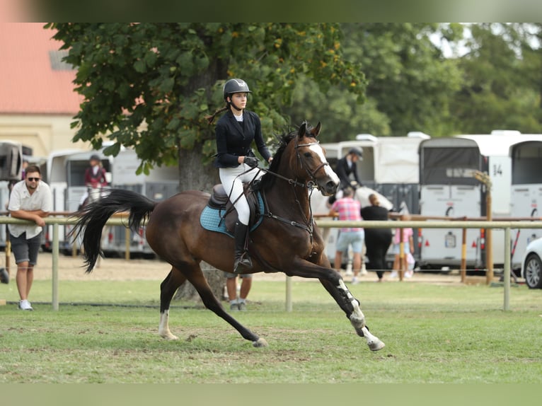 Belgisches Sportpferd Stute 13 Jahre 168 cm Rotbrauner in Tök