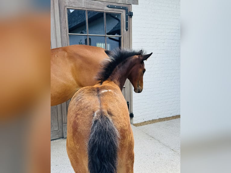 Belgisches Sportpferd Stute 13 Jahre 169 cm Brauner in Oudenaarde