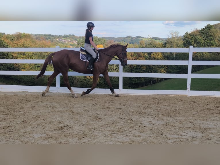 Belgisches Sportpferd Stute 13 Jahre 173 cm Fuchs in Morsbach