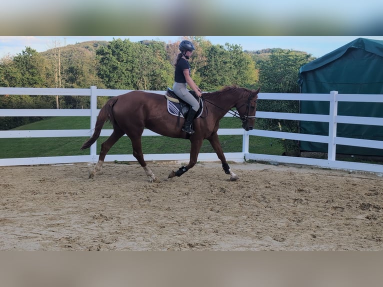 Belgisches Sportpferd Stute 13 Jahre 173 cm Fuchs in Morsbach