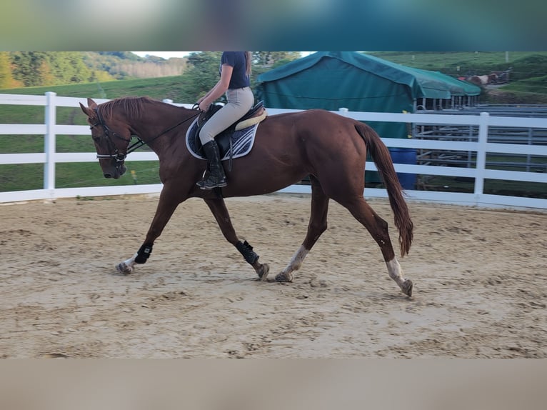 Belgisches Sportpferd Stute 13 Jahre 173 cm Fuchs in Morsbach