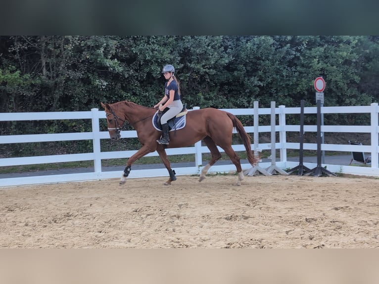 Belgisches Sportpferd Stute 13 Jahre 173 cm Fuchs in Morsbach