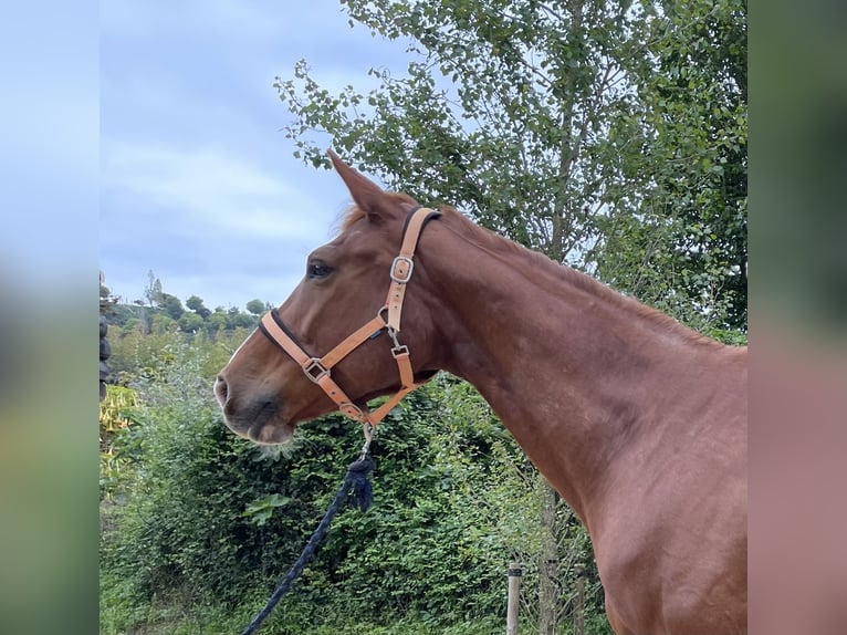 Belgisches Sportpferd Mix Stute 13 Jahre 175 cm Fuchs in Santa Susanna