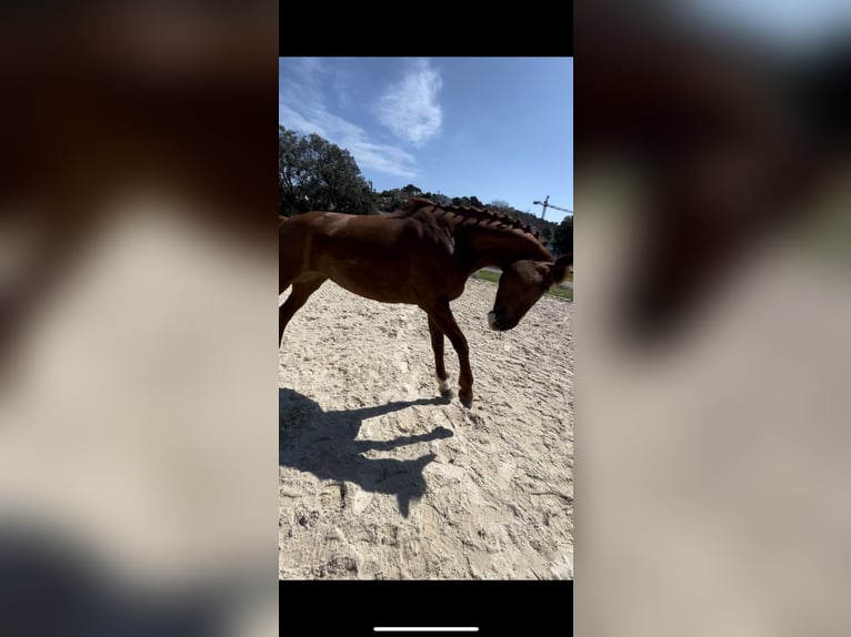 Belgisches Sportpferd Mix Stute 13 Jahre 175 cm Fuchs in Santa Susanna