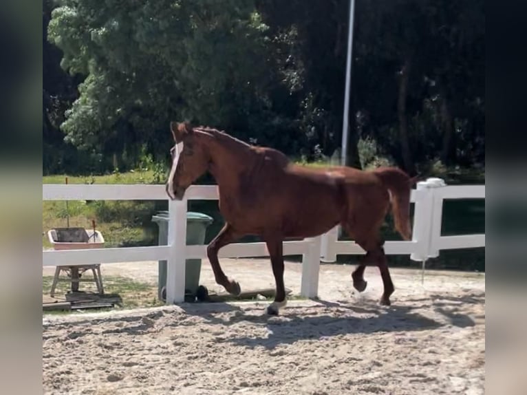 Belgisches Sportpferd Stute 13 Jahre 175 cm Fuchs in Santa Susanna