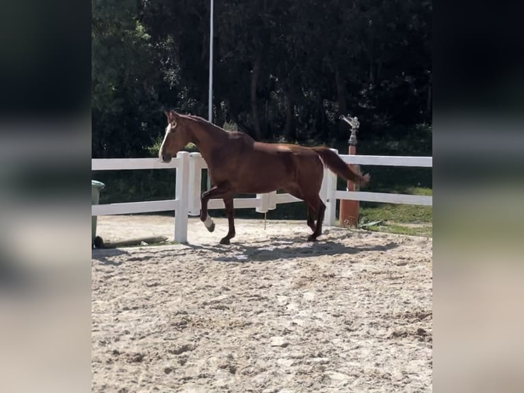 Belgisches Sportpferd Mix Stute 13 Jahre 175 cm Fuchs in Santa Susanna