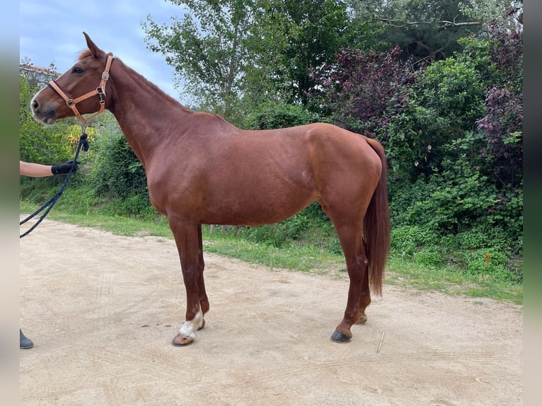 Belgisches Sportpferd Stute 13 Jahre 175 cm Fuchs in Santa Susanna