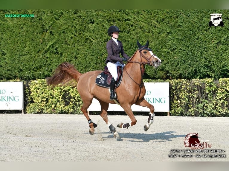 Belgisches Sportpferd Stute 13 Jahre Fuchs in Uetersen