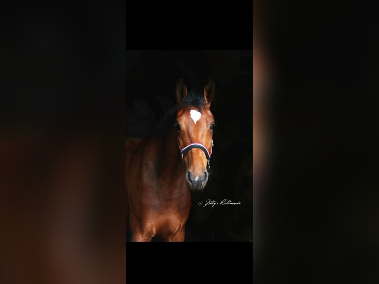 Belgisches Sportpferd Stute 14 Jahre 167 cm Brauner in Harsewinkel
