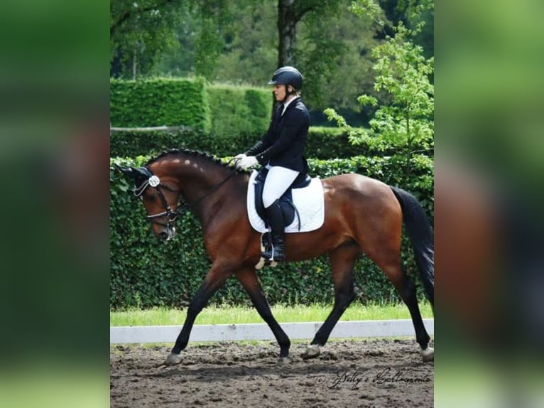 Belgisches Sportpferd Stute 14 Jahre 167 cm Brauner in Harsewinkel
