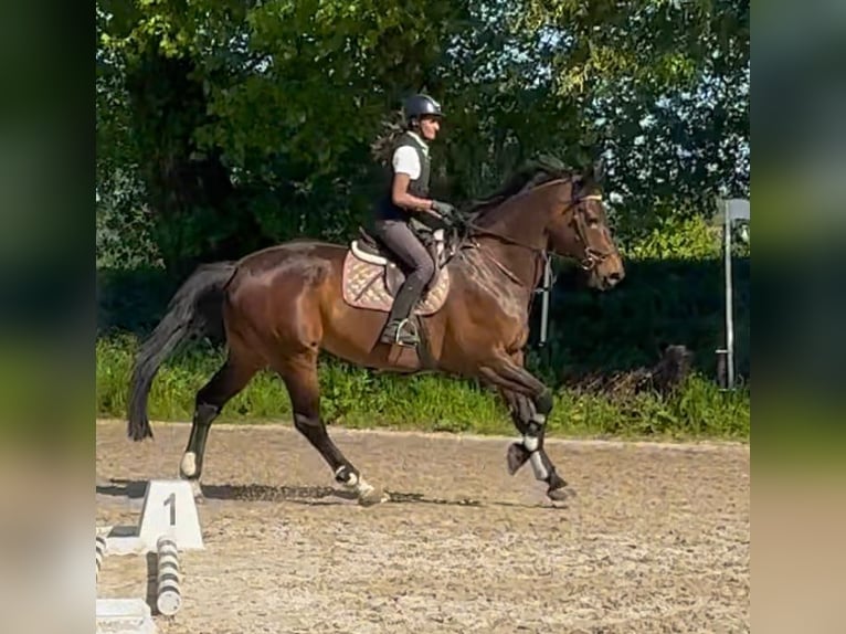 Belgisches Sportpferd Stute 15 Jahre 172 cm Dunkelbrauner in Birnem