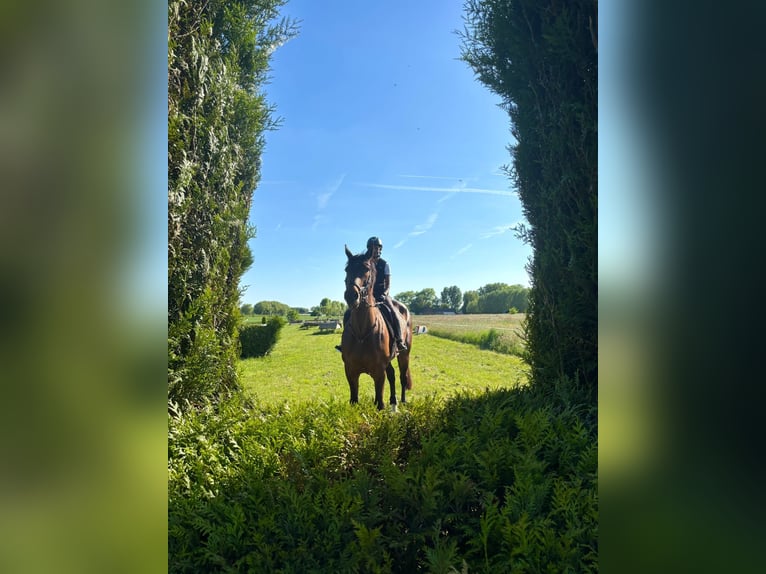 Belgisches Sportpferd Stute 15 Jahre 172 cm Dunkelbrauner in Birnem