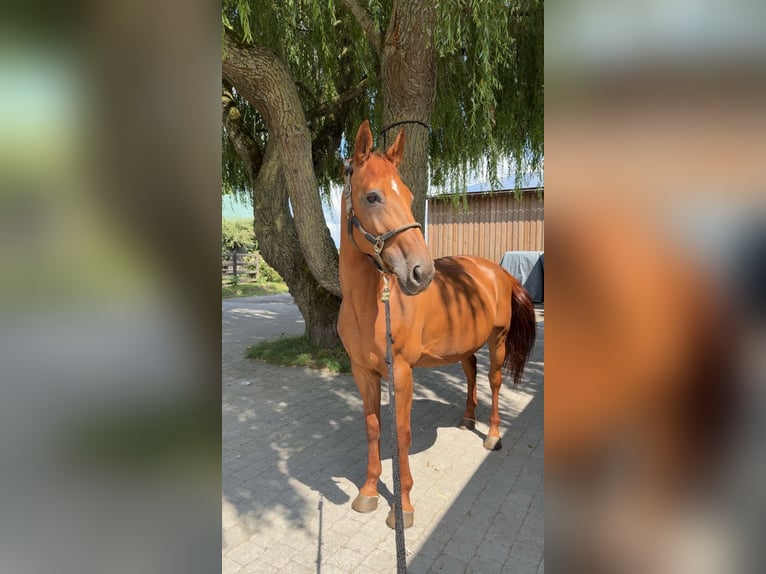 Belgisches Sportpferd Mix Stute 15 Jahre Fuchs in Fretin