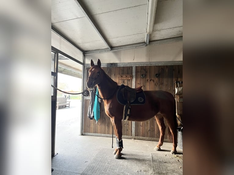 Belgisches Sportpferd Mix Stute 15 Jahre Fuchs in Fretin