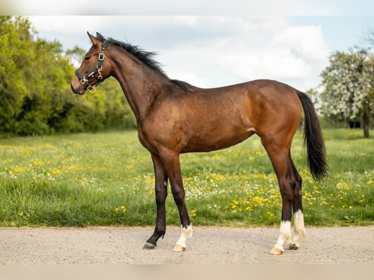 Belgisches Sportpferd Stute 1 Jahr 160 cm Dunkelbrauner in Moselle