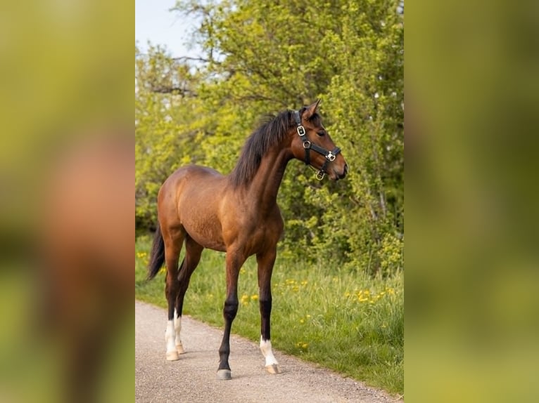 Belgisches Sportpferd Stute 1 Jahr 160 cm Dunkelbrauner in Moselle