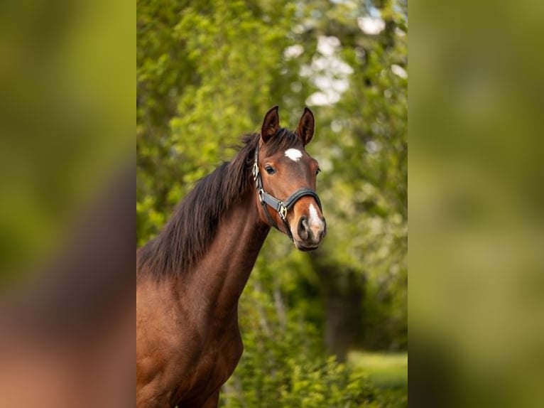 Belgisches Sportpferd Stute 1 Jahr 160 cm Dunkelbrauner in Moselle