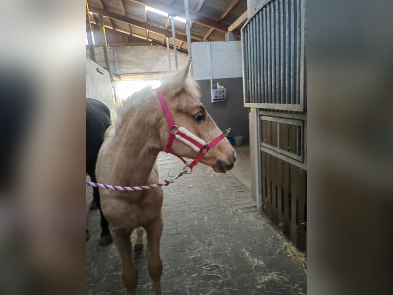 Belgisches Sportpferd Stute 1 Jahr 166 cm Palomino in Weiskirchen