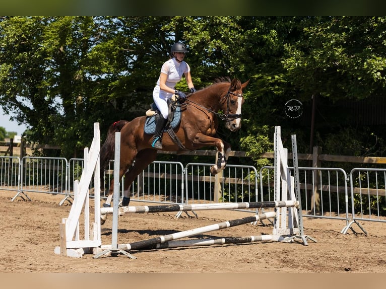 Belgisches Sportpferd Stute 1 Jahr 170 cm Fuchs in Ternat