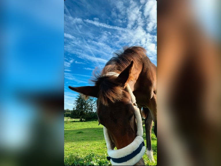 Belgisches Sportpferd Stute 1 Jahr 172 cm Schwarzbrauner in Nassogne