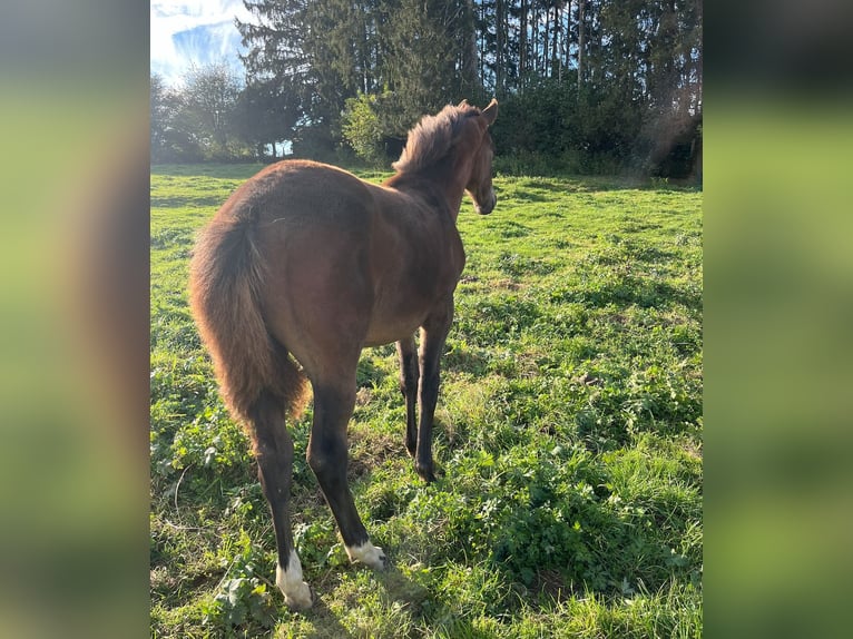 Belgisches Sportpferd Stute 1 Jahr 172 cm Schwarzbrauner in Nassogne