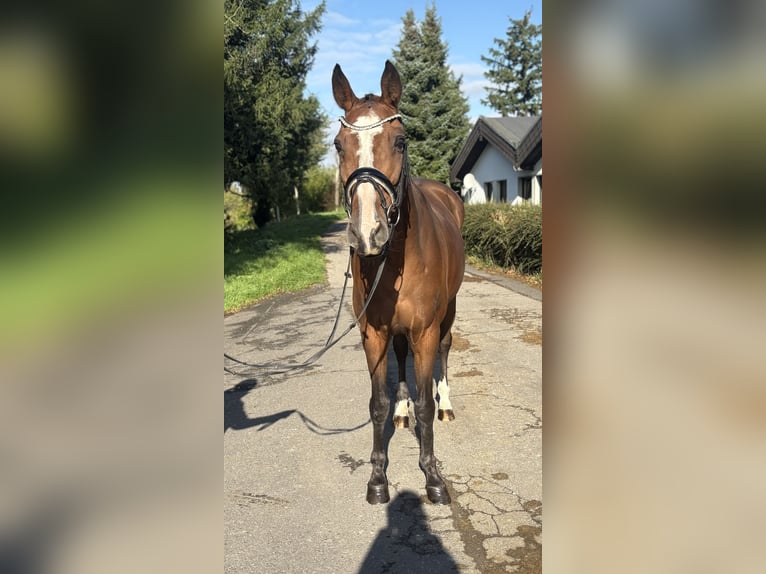 Belgisches Sportpferd Stute 21 Jahre 167 cm Brauner in Niederkassel