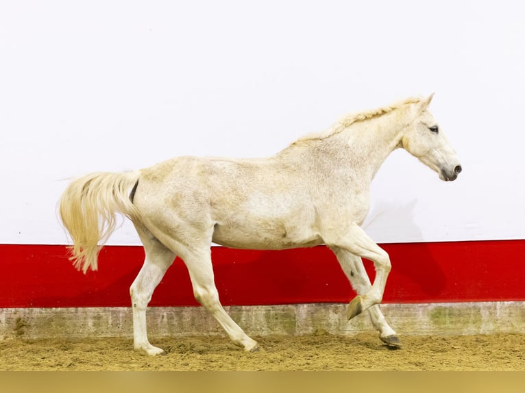 Belgisches Sportpferd Stute 23 Jahre 165 cm  in Waddinxveen