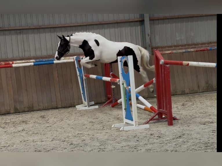 Belgisches Sportpferd Stute 2 Jahre 153 cm Schecke in Zieuwent