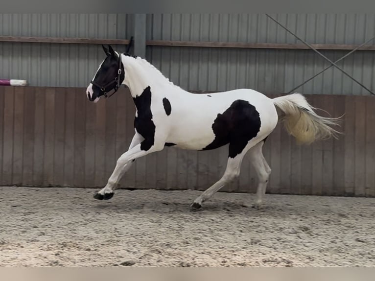 Belgisches Sportpferd Stute 2 Jahre 153 cm Schecke in Zieuwent