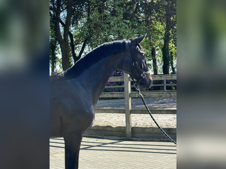 Belgisches Sportpferd Stute 2 Jahre 170 cm Dunkelbrauner in Gestel. Berlaar Belgisches Sportpferd Stute 2 Jahre 170 cm Dunkelbrauner in Gestel. Berlaar