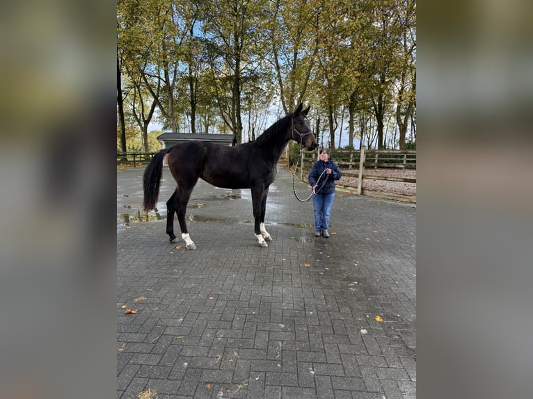 Belgisches Sportpferd Stute 2 Jahre 170 cm Dunkelbrauner in Gestel Berlaar Belgisches Sportpferd Stute 2 Jahre 170 cm Dunkelbrauner in Gestel Berlaar