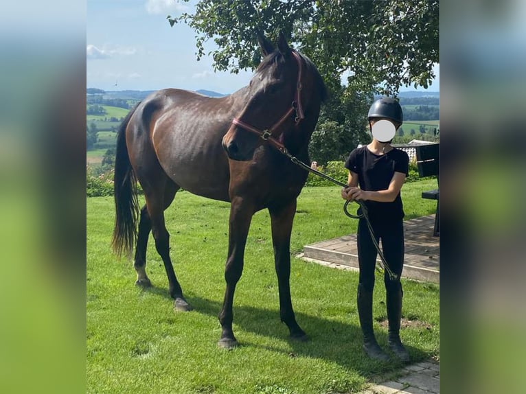 Belgisches Sportpferd Stute 3 Jahre 165 cm Dunkelbrauner in Grünkraut