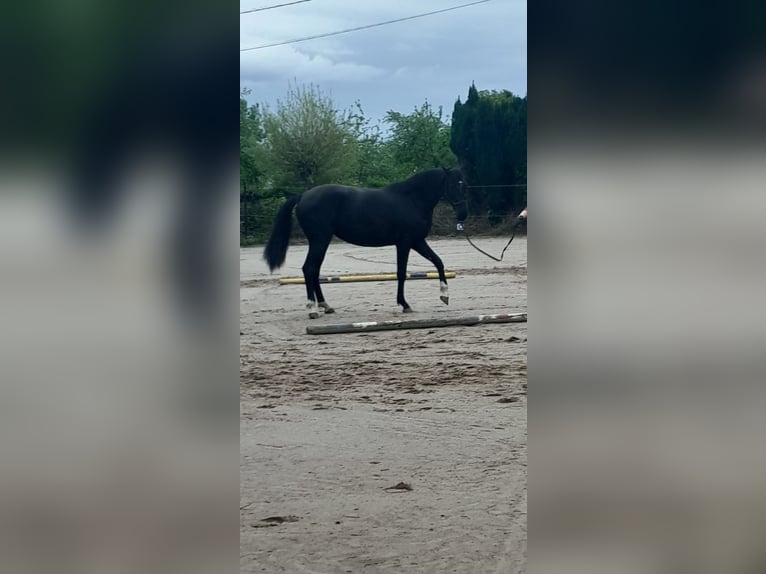 Belgisches Sportpferd Stute 3 Jahre 165 cm Rappe in Sint-Truiden