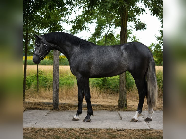 Belgisches Sportpferd Stute 3 Jahre 169 cm Schimmel in Csabacsüd