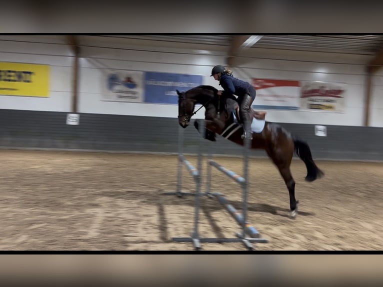 Belgisches Sportpferd Stute 4 Jahre 162 cm Dunkelbrauner in Lidköping