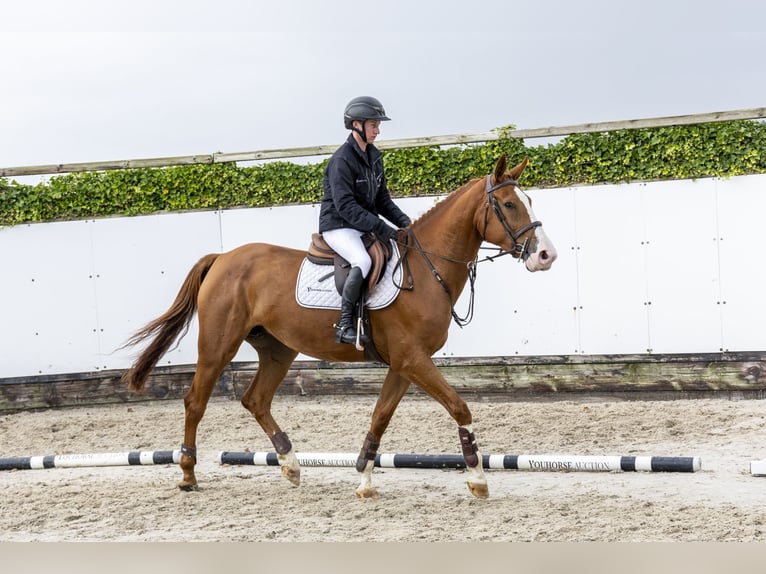 Belgisches Sportpferd Stute 4 Jahre 164 cm Fuchs in Waddinxveen