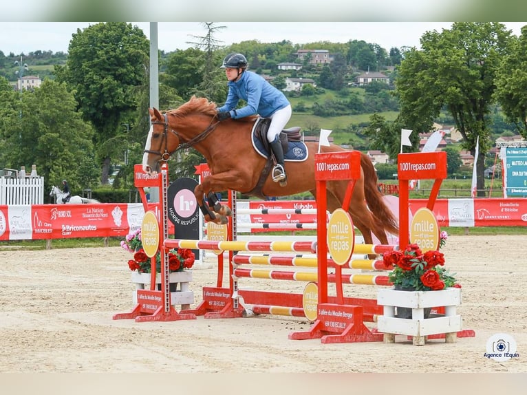 Belgisches Sportpferd Stute 4 Jahre 165 cm Fuchs in Simard