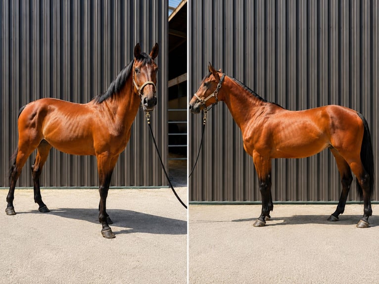 Belgisches Sportpferd Stute 4 Jahre 167 cm Brauner in Maubray