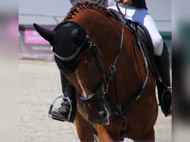 Belgisches Sportpferd Stute 4 Jahre 167 cm Dunkelfuchs in Nagytarcsa