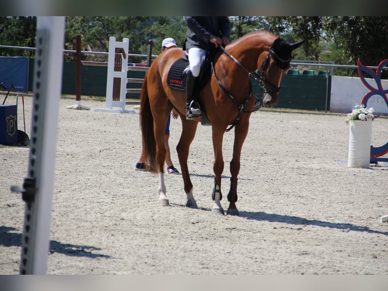 Belgisches Sportpferd Stute 4 Jahre 167 cm Dunkelfuchs in Nagytarcsa