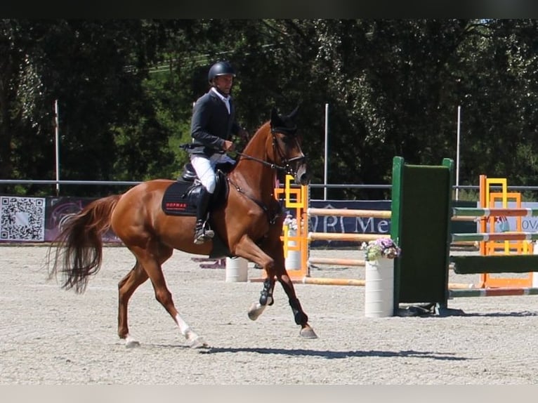 Belgisches Sportpferd Stute 4 Jahre 167 cm Dunkelfuchs in Nagytarcsa