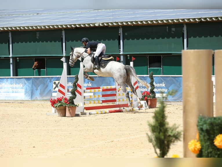 Belgisches Sportpferd Stute 4 Jahre 170 cm Schimmel in Schnaittach