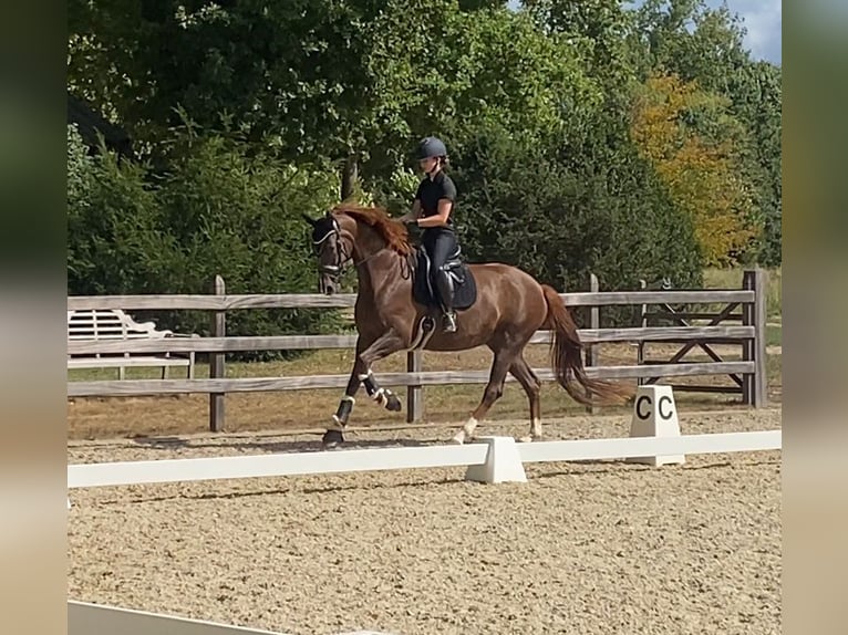 Belgisches Sportpferd Stute 4 Jahre 173 cm Fuchs in Gestel Berlaar