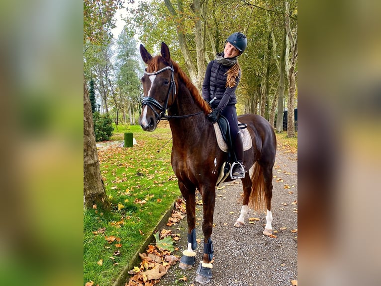 Belgisches Sportpferd Stute 4 Jahre 173 cm Fuchs in Gestel Berlaar