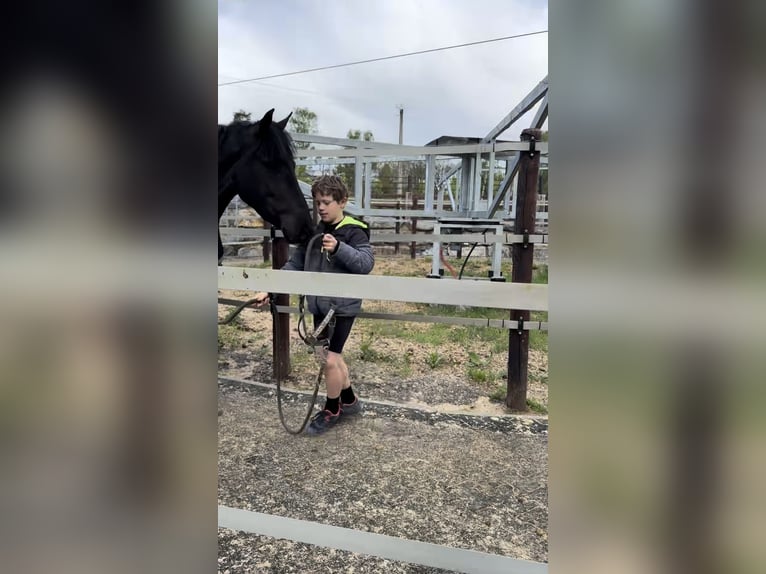Belgisches Sportpferd Stute 5 Jahre 144 cm Rappe in Liège