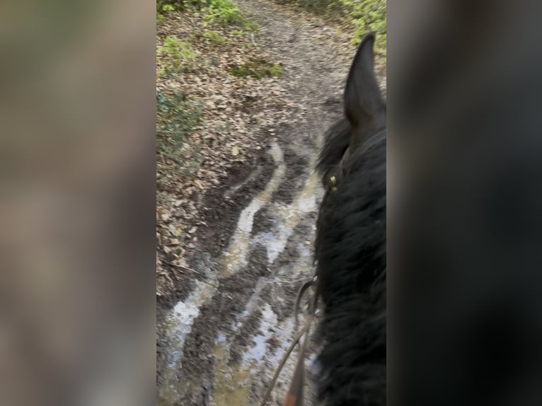 Belgisches Sportpferd Stute 5 Jahre 144 cm Rappe in Liège
