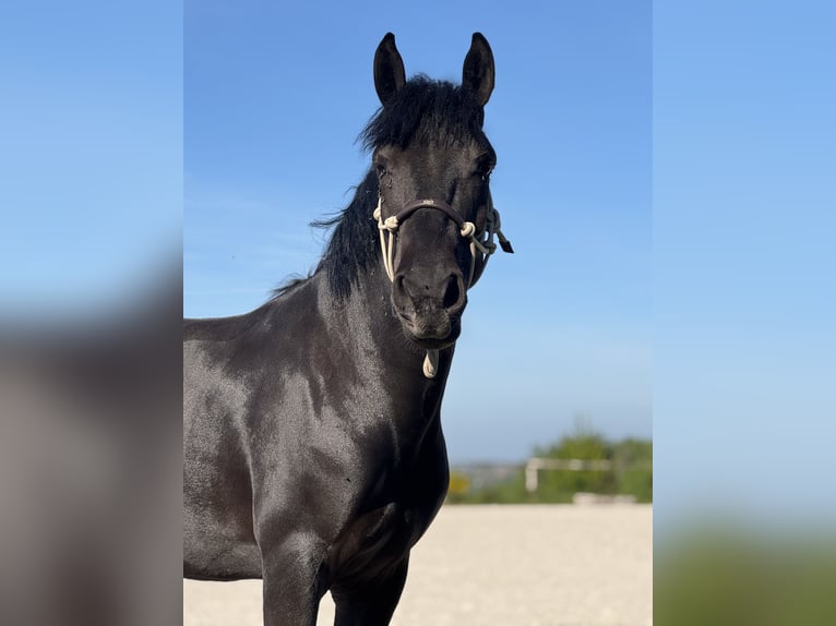 Belgisches Sportpferd Stute 5 Jahre 144 cm Rappe in Liège