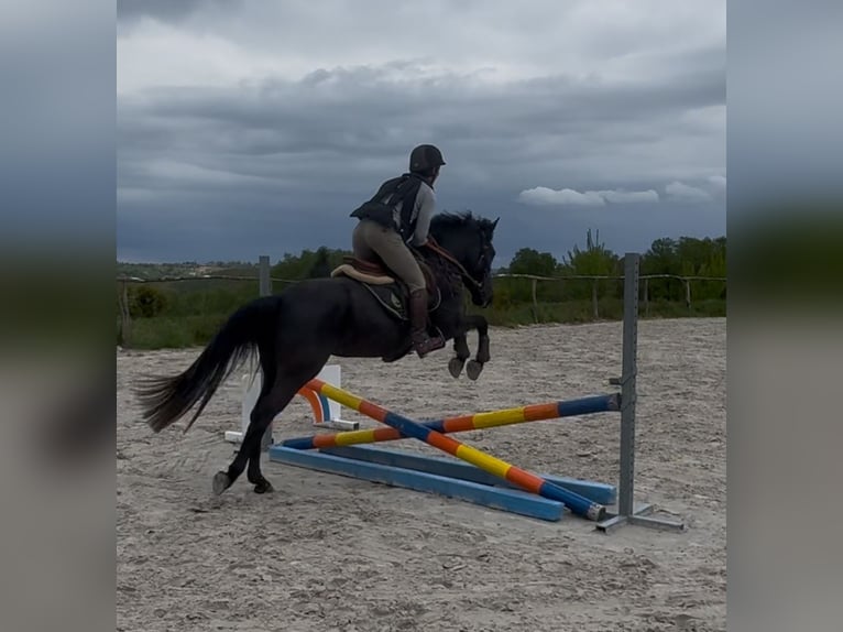 Belgisches Sportpferd Stute 5 Jahre 144 cm Rappe in Liège