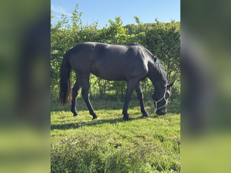 Belgisches Sportpferd Stute 5 Jahre 144 cm Rappe in Liège
